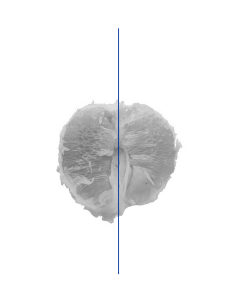 ostetricia